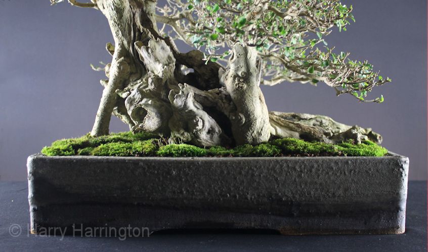 privet bonsai pot